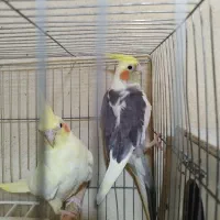عروس هلندی مولد