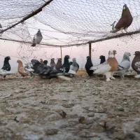 کبوتر بهبهانی