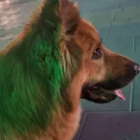 ژرمن شیانلو