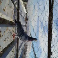 کفتر جان آردن و شهری سرک دم سفید|پرنده|شیراز, کوشک میدان|دیوار