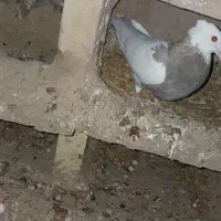 طوقی ماده|پرنده|امیدیه, |دیوار