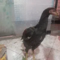 جوجه خروس لاری پدر و مادر دار خیلی خوب