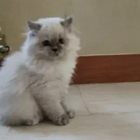 گربه|گربه|شیراز, نارنجستان|دیوار