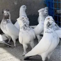 کبوتر  زیر ۱۰ساعت. واسه گرو حسن ریشی