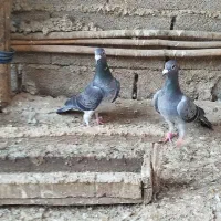 آلمانی جوانه با یک جفت جوجه|پرنده|گنبد کاووس, |دیوار