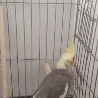 عروس هلندی طوطی|پرنده|محمدشهر, محمدشهر|دیوار