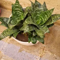 سانسوریا تک رنگ و دو رنگ|گل و گیاه طبیعی|محمدشهر, محمدشهر|دیوار