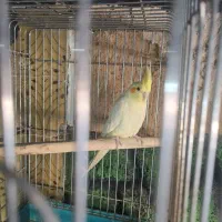 عروس هلندی|پرنده|یزد, |دیوار