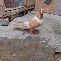 دم سفید کلاغ زرد سینه سرخ|پرنده|مشهد, کوشش|دیوار