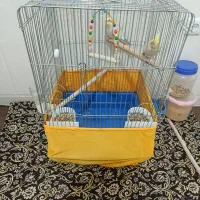 عروس هلندی|پرنده|کهک, |دیوار