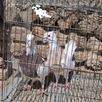 کبوتر طوقی|پرنده|داران, |دیوار