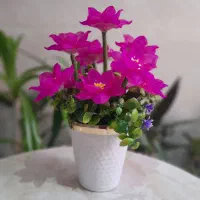 گل های زیبا