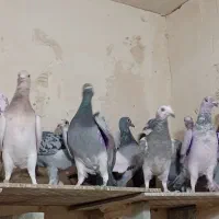 دسته جوجه پلاکی|پرنده|حمیدیا, |دیوار