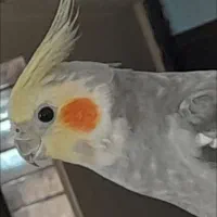 عروس هلندی گمشده