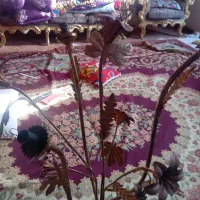 کالسکه سالم وچراغ خواب سالم ورولک