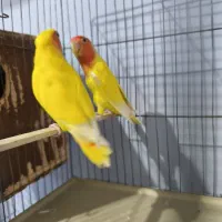 کوتوله برزیلی|پرنده|شیراز, گل سرخ|دیوار