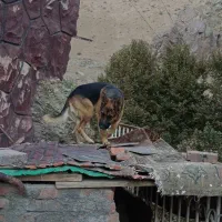 سگ ژرمن|سگ|کن, |دیوار