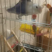 طوطی برزیلی  کاملا دستی  و خانگی