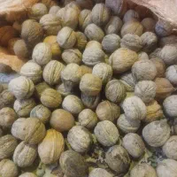 گردو کاغذی کاملان خشک درجه یک ۷۵۰هر یک کیلو گرم