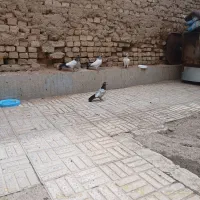 کبوتر|پرنده|قهدریجان, |دیوار