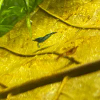 میگو شریمپ رنگی|ماهی|یزد, |دیوار