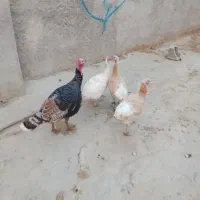 بوقلمون داشتی