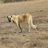 توله کانگال نر اصل هشت ماهه