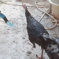 بوقلمون|حیوانات مزرعه|نیشابور, باغرود|دیوار