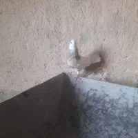 طوقی کارتونی|پرنده|ایذه, |دیوار