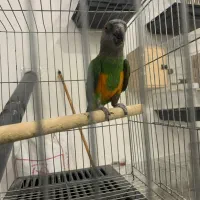 طوطی سنگال|پرنده|مریوان, |دیوار