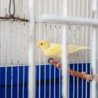 قناری قورولتی ماده|پرنده|اردبیل, |دیوار