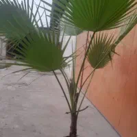 نهال پالم بادزنی