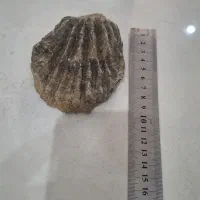 فسیل جانوری|کلکسیون اشیاء عتیقه|تهران, سید خندان (جلفا)|دیوار