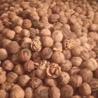 گردو خشک درجه یک