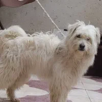 سگ فروشی با نژاد