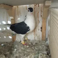 کفتر کبوتر رنگه|پرنده|مشهد, قائم|دیوار