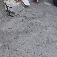 کفتر طوقی