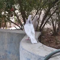 کفتر طوقی. و کیلومتری جوجه|پرنده|اردکان, |دیوار