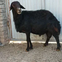 قوچ قزل افشار و قره چال بز سانن|حیوانات مزرعه|کمیجان, |دیوار