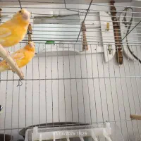 دوتا قناری نر