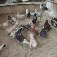 کفتر حسابی سرور،طوقی سرور مهر قیمت مناسب|پرنده|قم, نیروگاه|دیوار