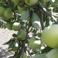 سیب سبز|خوردنی و آشامیدنی|بروجرد, |دیوار