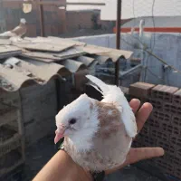 کبوتر طوقی|پرنده|دلند, |دیوار