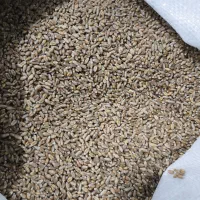 گندم و جو بذری