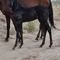 اسب مادیان عرب مدرک دار با کره یکسر وارداتی مشکی
