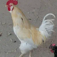 خروس جوان