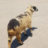 بره نر دورگ بختیاری