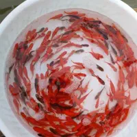 ماهی قرمز|ماهی|خلخال, |دیوار