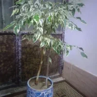 گل ،|گل و گیاه طبیعی|چهاردولی, |دیوار