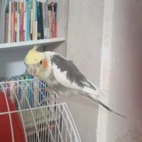 عروس نر ابلق|پرنده|کرج, حیدرآباد|دیوار